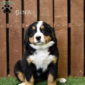Gina, Bernese Mountain Dog Puppy